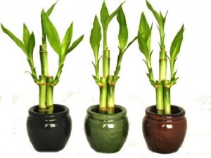 Bamboo Vases