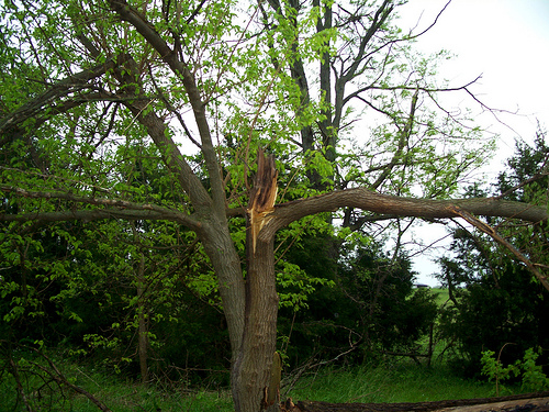 wind-damage Tree Damage