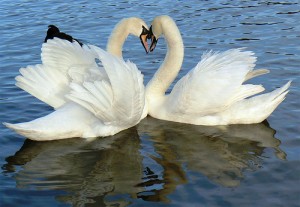 Swans_mozzercork